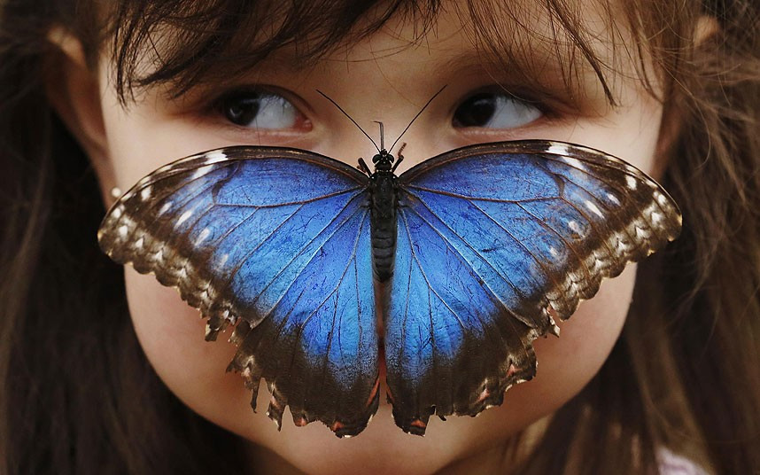 Ảnh đẹp động vật trong tuần ảnh 3 Stella Ferruzola poses with a Blue Morpho butterfly on her nose at the Sensational Butterflies Exhibition at the Natural History Museum in London
