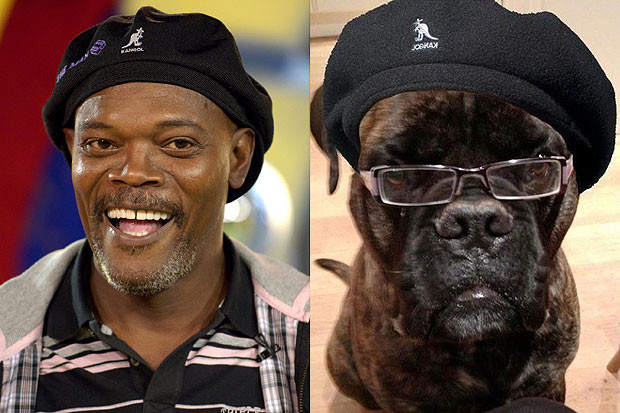 Ngộ nghĩnh ảnh sao Hollywood giống... động vật ảnh 7 Samuel L Jackson và bản sao không thể hoàn hảo hơn