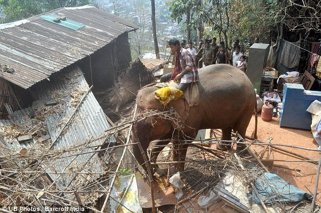 The Indian state of Assan has hundreds of elephants which were once used for hauling timber before the practice was banned Read more: http://www.dailymail.co.uk/news/article-2293409/How-India-deals-squatters-Elephants-used-bulldoze-illegal-jungle-shacks.html#ixzz2NbNKIC3s Follow us: @MailOnline on Twitter | DailyMail on Facebook
