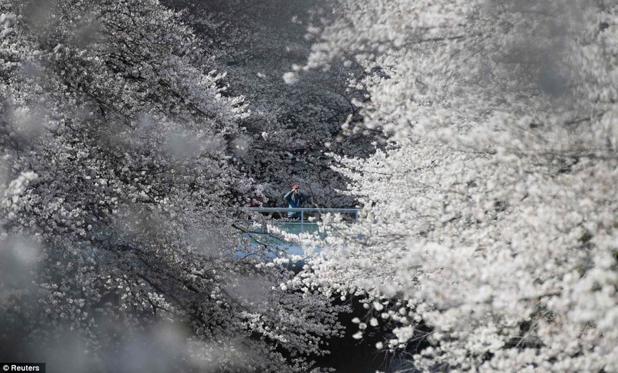 Ngắm hoa anh đào phủ trắng xứ Phù Tang ảnh 1