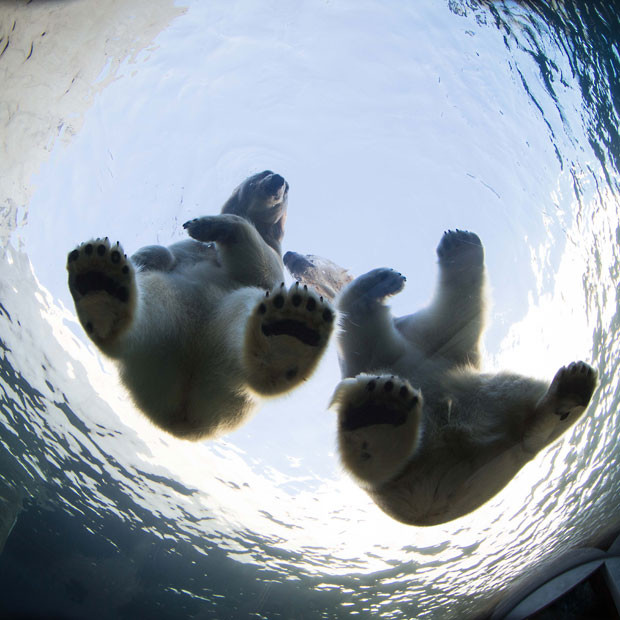 Ảnh đẹp động vật trong tuần ảnh 2 Ivan, an eight-year old male polar bear and Noel, a 10-year female polar bear sit on a glass viewing chamber at Copenhagen Zoo, Denmark