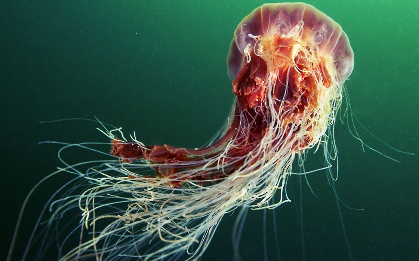 A lion’s mane jellyfish swims through the white sea off the coast of Russia