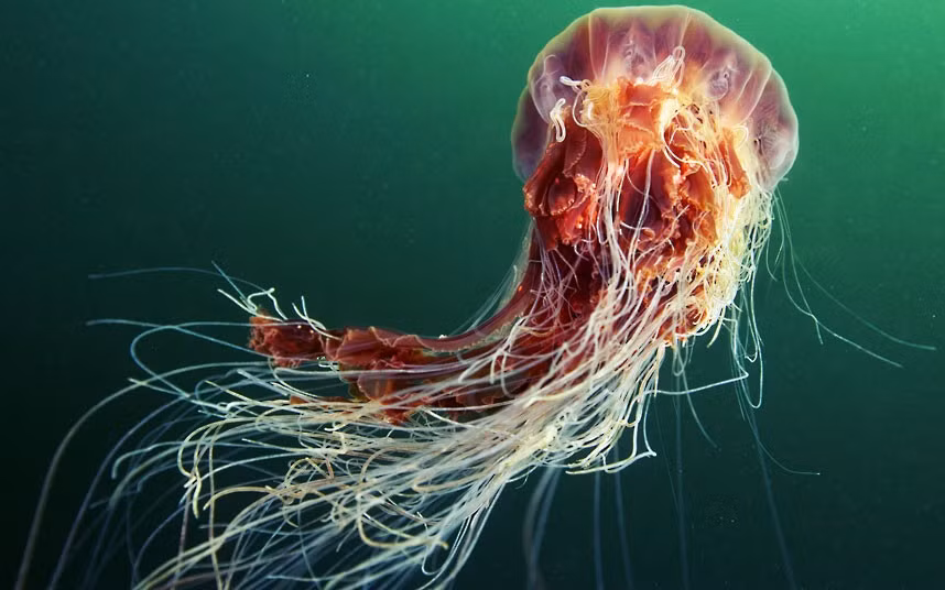 A lion’s mane jellyfish swims through the white sea off the coast of Russia