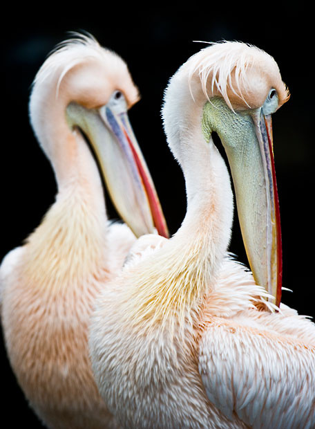 Two Great White Pelicans clean their plumage in their enclosure in the Frankfurt Zoo