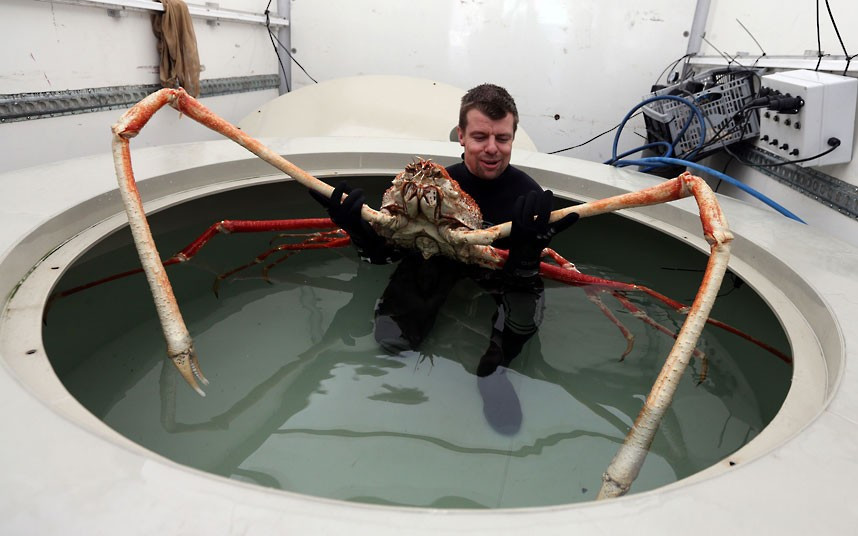 Sea Life Senior Curator Chris Brown prepares to move Japanese Spider crab named Big Daddy as it settles in to its new home at Blackpool’s Sea Life Centre. The nine-foot claw-span of the giant Japanese Spider Crab, which is to be housed on the Golden Mile, makes him Europe’s biggest crab.