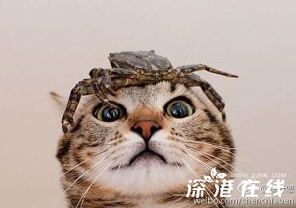 Cổ Thiên Lạc và Trần Kiều Ân "ỡm ờ" trước tin đồn hẹn hò ảnh 2 Cổ Thiên Lạc và Trần Kiều Ân "ỡm ờ" trước tin đồn hẹn hò ảnh 2