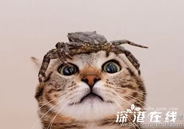 Cổ Thiên Lạc và Trần Kiều Ân "ỡm ờ" trước tin đồn hẹn hò ảnh 2