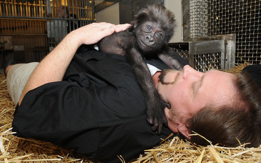 Ảnh động vật đẹp trong tuần ảnh 1 Ron Evans, Primate Centre Team Leader at the zoo in Cincinnati, lies with a baby gorilla named Gladys the way a mother Western Lowland Gorilla would with her young. The baby gorilla was born on January 29 at a Texas zoo to a first-time mother who wouldn’t care for her. Zoo workers and volunteers are acting as surrogate mothers to prepare the baby to be introduced to two female gorillas at the Cincinnati Zoo who might accept her.