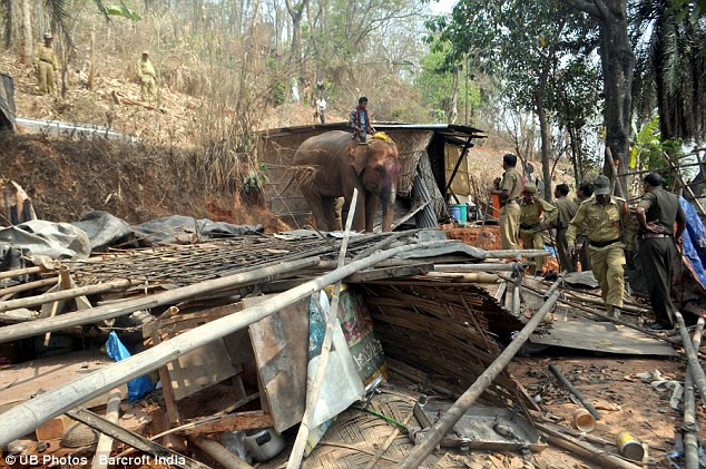 Notice served: The Forestry department officials carry out an eviction using elephants hired from local mahouts Read more: http://www.dailymail.co.uk/news/article-2293409/How-India-deals-squatters-Elephants-used-bulldoze-illegal-jungle-shacks.html#ixzz2NbNCEyeP Follow us: @MailOnline on Twitter | DailyMail on Facebook