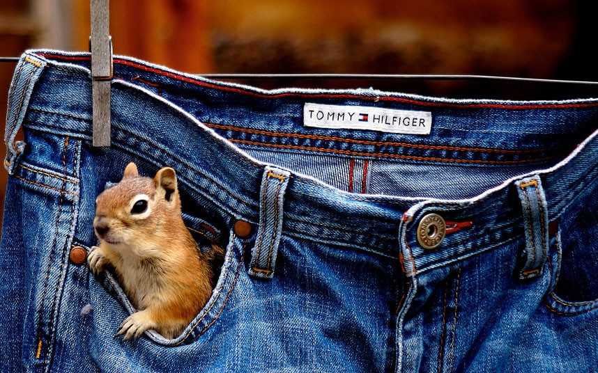Ảnh đẹp động vật trong tuần ảnh 4 Is that a chipmunk in your pocket or are you pleased to see me? A pair of ground squirrels and a chipmunk have made themselves at home in the pockets of photographer Betsy Seeton’s jeans as they are hung out to dry outside Betsy’s cabin home in Denver, Colorado, US.