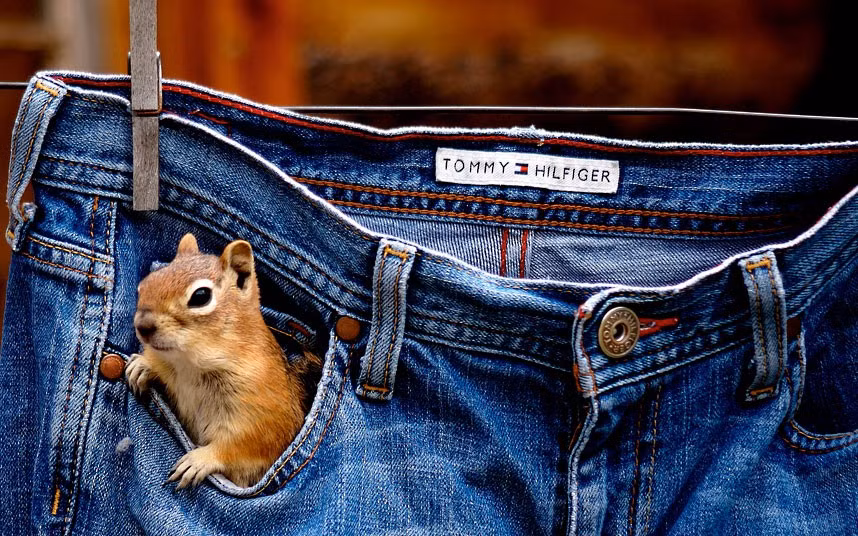Is that a chipmunk in your pocket or are you pleased to see me? A pair of ground squirrels and a chipmunk have made themselves at home in the pockets of photographer Betsy Seeton’s jeans as they are hung out to dry outside Betsy’s cabin home in Denver, Colorado, US.