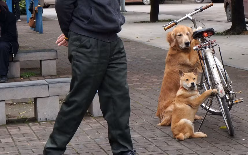 Two dogs are seen guarding a bicycle in Nanjing, capital of southern China’s Guangxi Province. According to owner Luo Ganren, the pair are protective of him and his possessions. My bike has no lock, and I never worry it would be stolen, thanks to my two puppies. They will guard the bike by holding the bars until they see me back.