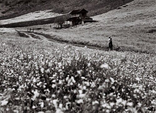 Thảo nguyên Mộc Châu qua ống kính của tác giả