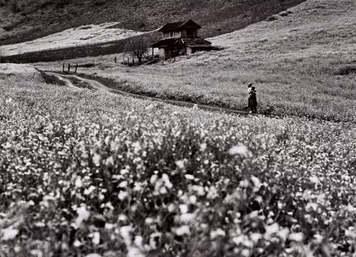 Thảo nguyên Mộc Châu qua ống kính của tác giả