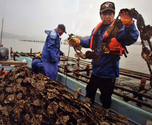 Trang trại hàu mở cửa trở lại ở thành phố Higashimatsushima, tỉnh Miyagi