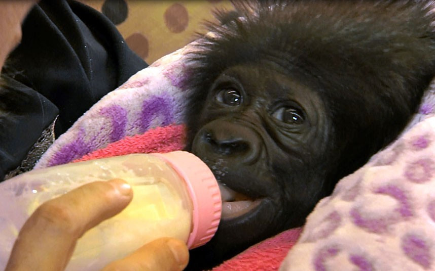 A four-week-old, female, baby gorilla born at the Gladys Porter Zoo in Texas has been transported to Cincinnati Zoo in Ohio