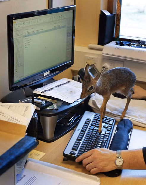 Aluna, a baby dik-dik, walks across a computer keyboard in the office of Tim Rowlands, curator of mammals at Chester Zoo. The antelope, which is only eight inches tall, is being hand-reared by the zoo after failing to bond with its mother.