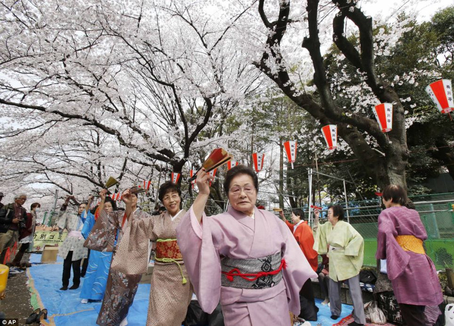 Ngắm hoa anh đào phủ trắng xứ Phù Tang ảnh 10