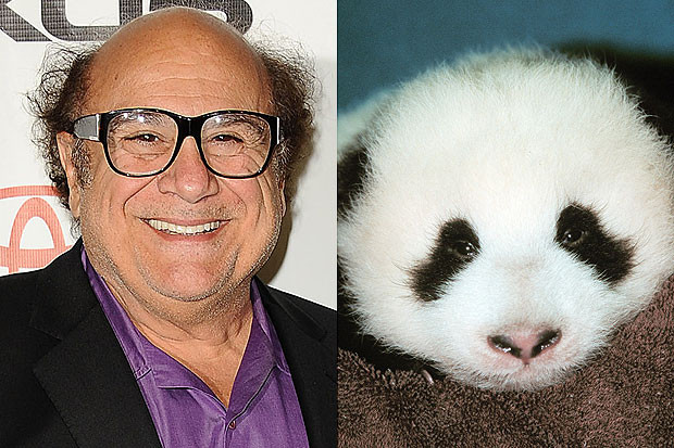 Ngộ nghĩnh ảnh sao Hollywood giống... động vật ảnh 5 Danny DeVito có nét hao hao giống chú gấu trúc dễ thương này