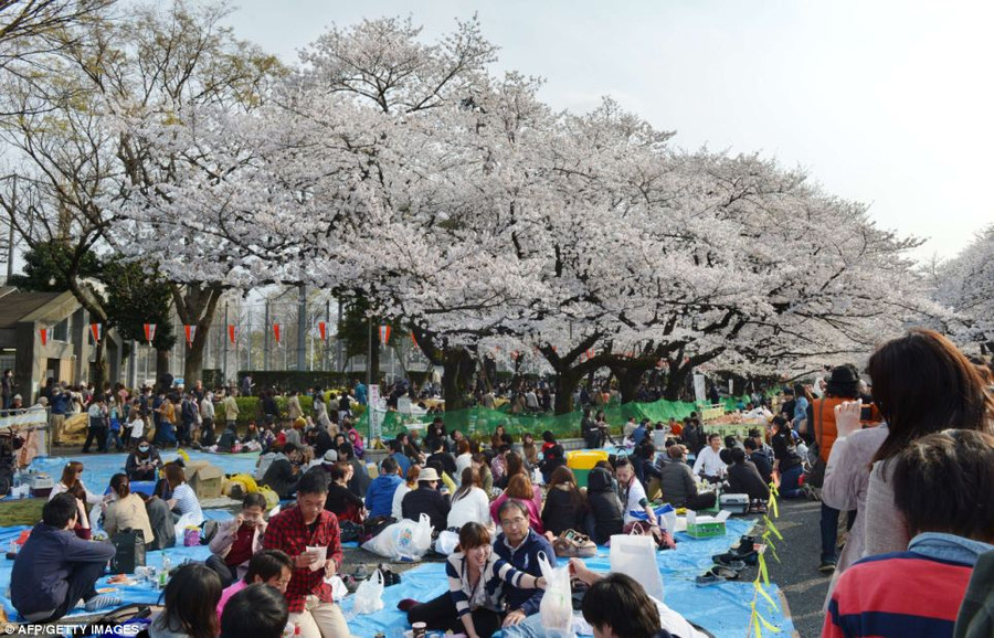 Celebration: In Tokyo, people gather in parks to lay down mats and claim the best spots before having a picnic Read more: http://www.dailymail.co.uk/news/article-2299208/The-stunning-cherry-blossom-canopy-means-spring-finally-arrived-Thousands-streets-Japan-admire-fluffy-pink-white-blooms.html#ixzz2OhTpPW4t Follow us: @MailOnline on Twitter | DailyMail on Facebook
