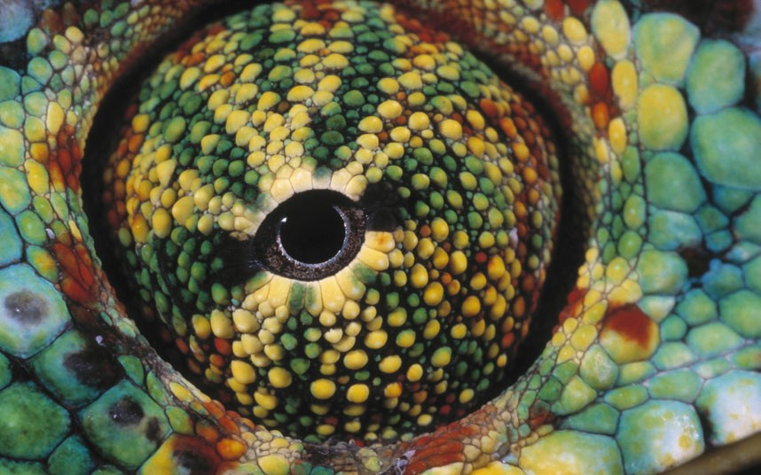 Wildlife photographer Daniel Heuclin’s close-up photograph of the eye of a chameleon