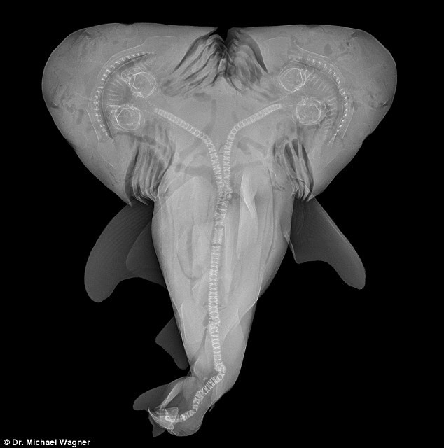 MRI scans of the shark revealed two distinct heads, hearts and stomachs. The rest of the body then rejoined to form a single tail Read more: http://www.dailymail.co.uk/sciencetech/article-2299310/Fisherman-discovers-headed-bull-shark.html#ixzz2OiGavtCZ Follow us: @MailOnline on Twitter | DailyMail on Facebook