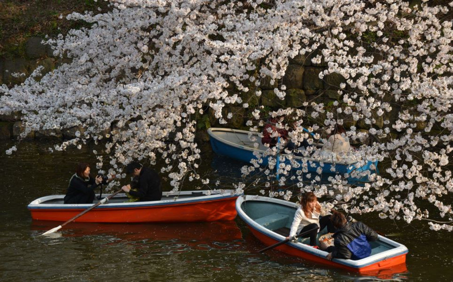 Ngắm hoa anh đào phủ trắng xứ Phù Tang ảnh 8