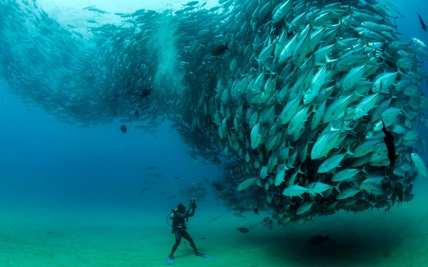 Smile - it’s the school photo. A marine photographer managed to capture hundreds of wide-eyed fish apparently posing for a picture. Californian photographer and conservationist Octavio Aburto had spent years photographing the school in Cabo Pulmo National Park, Mexico, and had been trying to capture this shot for three years.