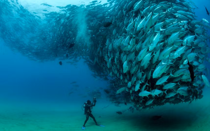 Smile - it’s the school photo. A marine photographer managed to capture hundreds of wide-eyed fish apparently posing for a picture. Californian photographer and conservationist Octavio Aburto had spent years photographing the school in Cabo Pulmo National Park, Mexico, and had been trying to capture this shot for three years.