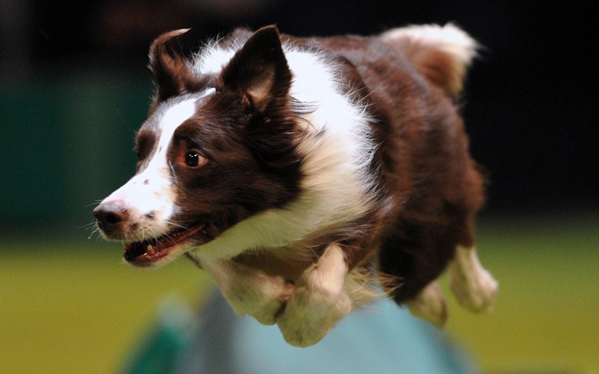 Ảnh đẹp động vật trong tuần ảnh 8 A border collie performs a jump during the agility competition on the fourth day of Crufts dog show in Birmingham