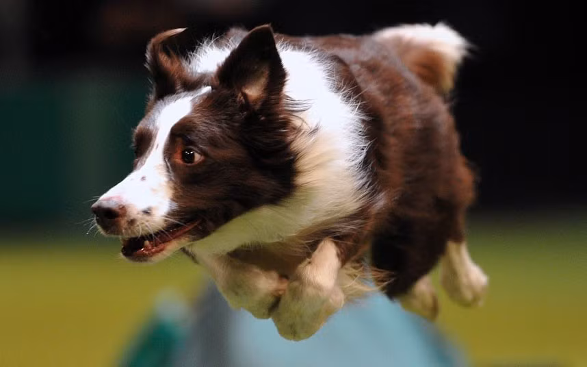 A border collie performs a jump during the agility competition on the fourth day of Crufts dog show in Birmingham