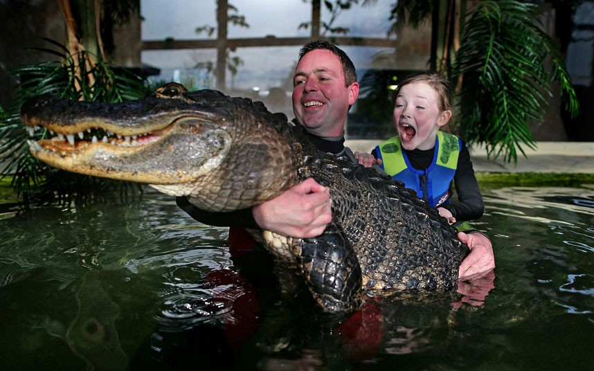 Ảnh đẹp động vật trong tuần ảnh 6 James Hennessy, owner of the Reptile Village in Gowran, County Kilkenny, Ireland introduces his daughter Katelyn, 7, to Battle a nine-foot long alligator, to promote the opportunity for the public to enter the tank