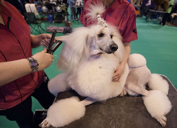 Ảnh động vật đẹp trong tuần ảnh 2 A Standard poodle has her hair straightened during the Crufts dog show in Birmingham