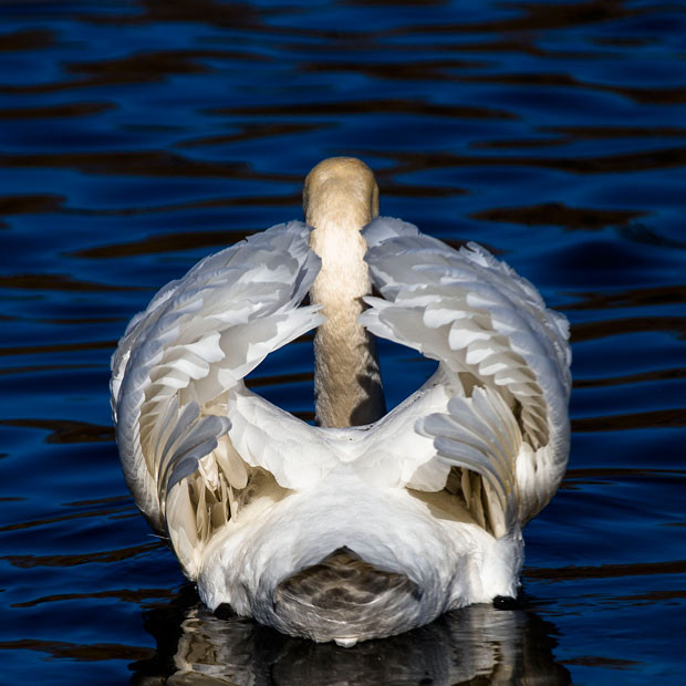 Ảnh động vật đẹp trong tuần ảnh 7 A swan swims in the early spring sun at the inner city harbour in Berlin