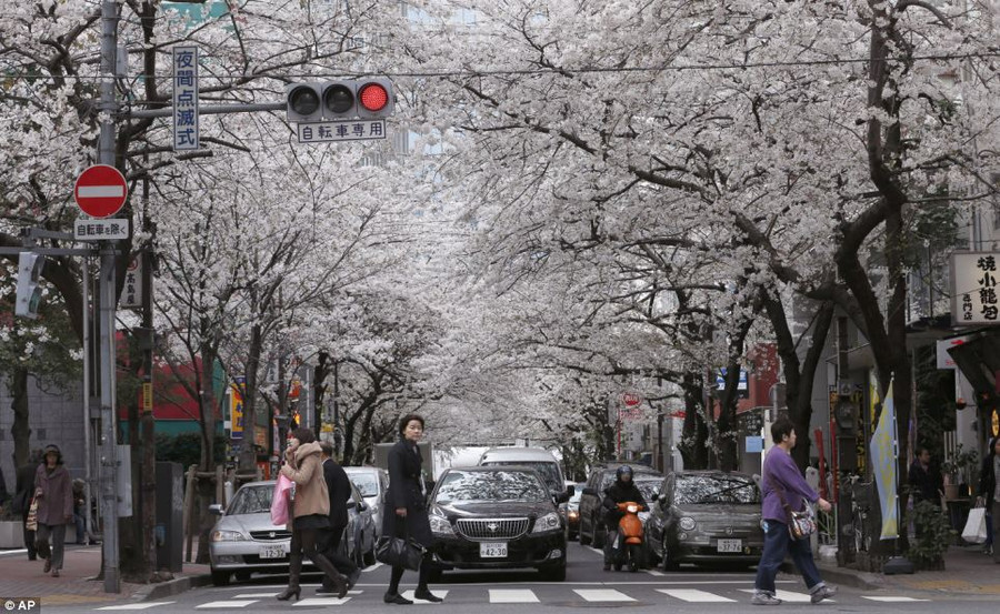 Ngắm hoa anh đào phủ trắng xứ Phù Tang ảnh 11