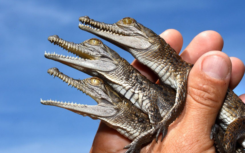 Two-month-old freshwater crocodile hatchlings are seen at Chris Humfrey’s Wild Action Zoo in Macedon, Australia