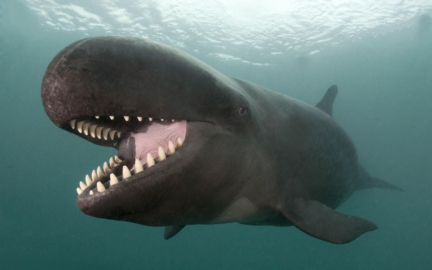 A whale flashes a killer smile as he homes in on his lunch, off Kona, Hawaii.The photograph shows what appears to be a big grin plastered across the face of a False Killer Whale as he patrols the sea looking for food. American photographer Doug Perrine, 60, snapped the shot.