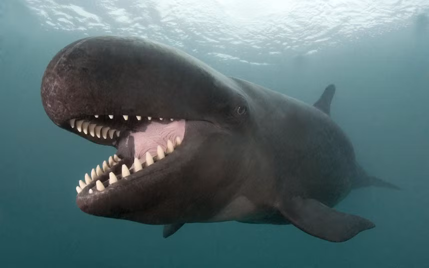 A whale flashes a killer smile as he homes in on his lunch, off Kona, Hawaii.The photograph shows what appears to be a big grin plastered across the face of a False Killer Whale as he patrols the sea looking for food. American photographer Doug Perrine, 60, snapped the shot.