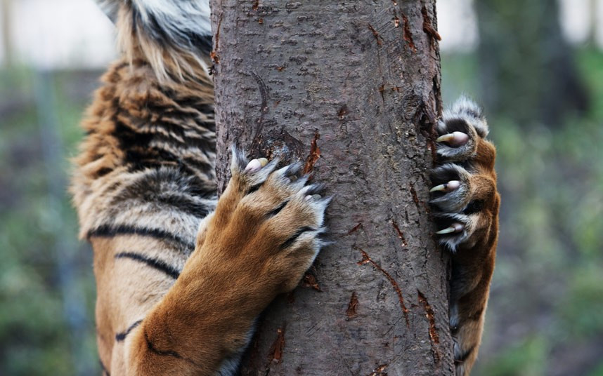 Ảnh đẹp động vật trong tuần ảnh 7 Jae Jae, a five year old Sumatran tiger, climbs a tree as he tries to reach an easter themed treat at London Zoo