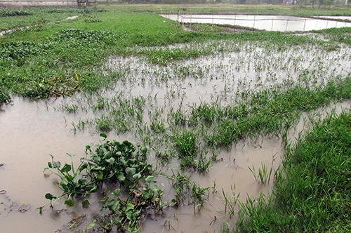 Ruộng bỏ hoang - thực trạng buồn