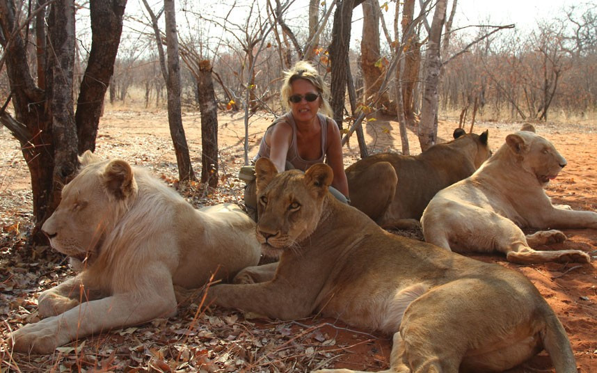 Ảnh đẹp động vật trong tuần ảnh 7 Laura Bongiorni plays with lions at the Mukuni Big Five Centre in Livingstone, Zambia. The centre, which runs a breeding programme for cheetahs, is known for its accompanied walks with big cats and elephants...