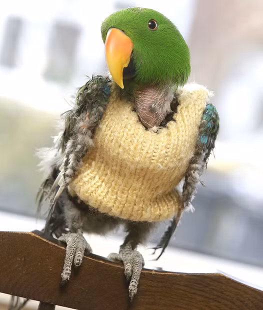 This is Charlie, a green male Eclectus parrot, who was rescued by Rebecca Blagg. He now lives with her in Eastwood, Notts. The parrot had been almost starved to death and had plucked out his own feathers in desperation. Rebecca has knitted Charlie a jumper to help him keep warm.