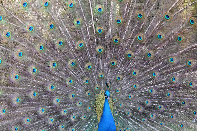 Ảnh động vật đẹp trong tuần ảnh 8 Telegraph reader and regular pix of the day contributor Darren Moston writes: I went to Walton Gardens near Warrington as the weather was so lovely and decidded to visit the farm to see what animals were there. I’m glad I did, as one of the peacocks was doing his display for the ladies. If you have a photograph you’d like us to consider for a picture gallery, please email it to mypic@telegraph.co.uk, supplying a little info on where and when the picture was taken.