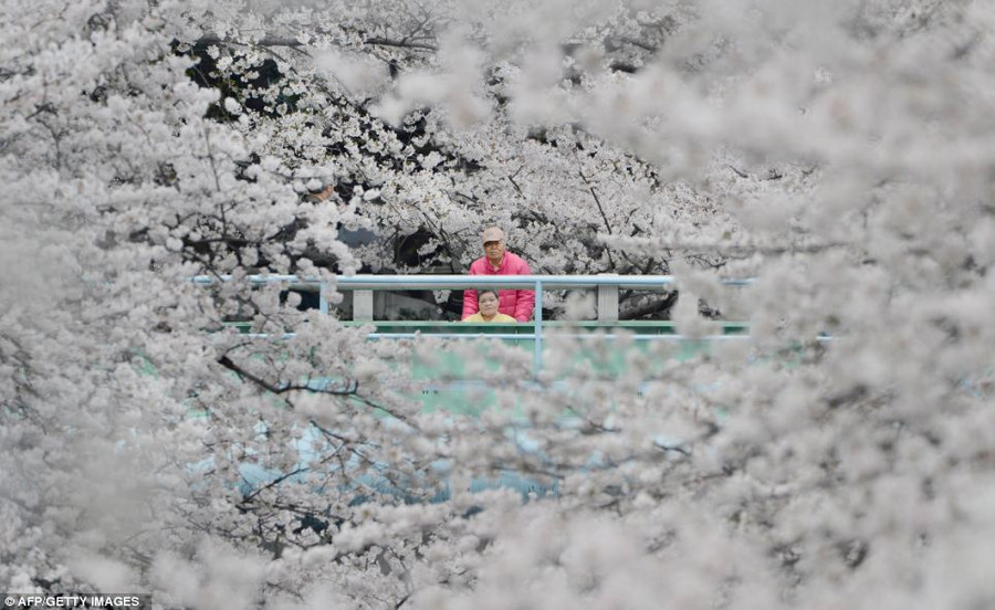 Ngắm hoa anh đào phủ trắng xứ Phù Tang ảnh 5