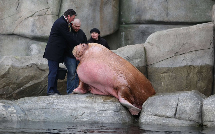 Ảnh đẹp động vật trong tuần ảnh 4 Stephan Hering-Hagenbeck (L), Zoological Director of Hagenbeck Zoo, Russian keepers Ivan and Anna Pavlov stand next to male walrus Odin in the Polar Sea enclosure at Hagenbeck Zoo in Hamburg