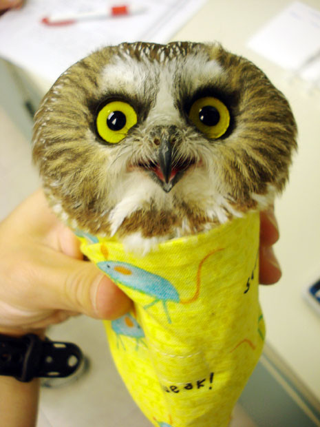 A Saw-Whet Owl is wrapped up while it is weighed at the University of Minnesota’s Raptor Centre