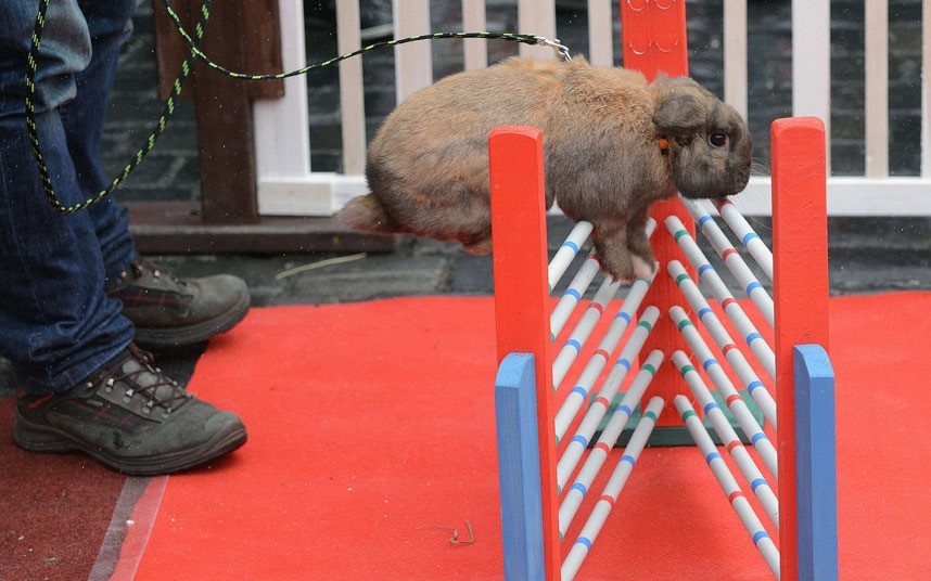 Ảnh đẹp động vật trong tuần ảnh 6 A rabbit jumps over an obstacle at the traditional Easter market in the Old Town Square in Prague