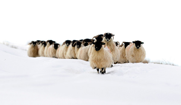 Black faced rams walk in a snow covered field near the village of Cargin in the Glens of Antrim, Northern Ireland December 19, 2010. The severe weather led to more disruption across Northern Ireland on Sunday, and people were advised to avoid unnecessary road journeys as snow continued to cause travel problems, local media reported. (Xinhua/Reuters)