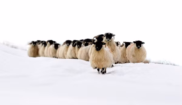 Black faced rams walk in a snow covered field near the village of Cargin in the Glens of Antrim, Northern Ireland December 19, 2010. The severe weather led to more disruption across Northern Ireland on Sunday, and people were advised to avoid unnecessary road journeys as snow continued to cause travel problems, local media reported. (Xinhua/Reuters)