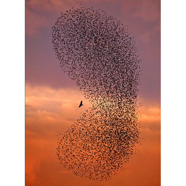 Sự kiện nổi bật của thế giới qua ảnh ảnh 4 Looking like a giant Pacman, thousands of starlings surround a lone bird of prey which had had swooped down to pick off a straggler. Amateur photographer and grandfather Giangiorgio Crisponi, 69, snapped the image near his home in Cagliari, Sardinia. He said: